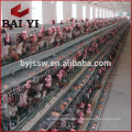 Automatic Ventilation System Chicken Farm Hot Sale A Type Layer Poultry Cage